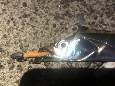 太刀魚調査しかし細い